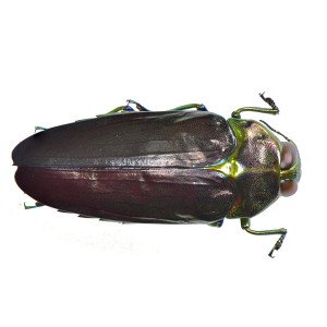 BUPRESTIDAE COLOBOGASTER